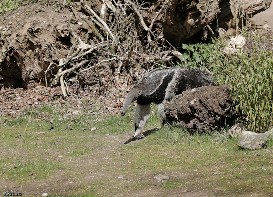 Ameisenbaer