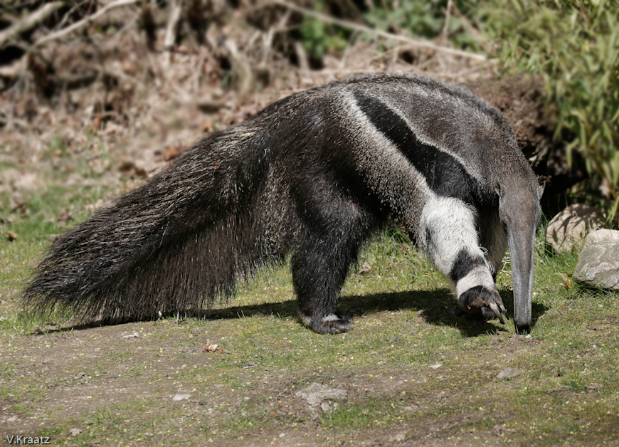 Ameisenbaer