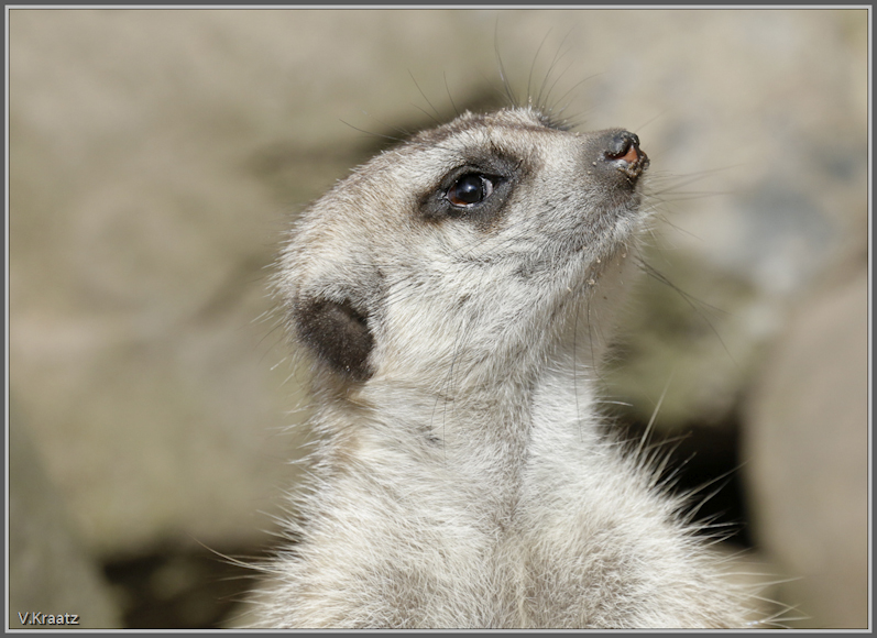Erdmännchen