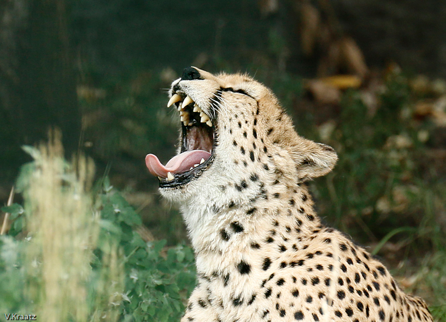 Gepard