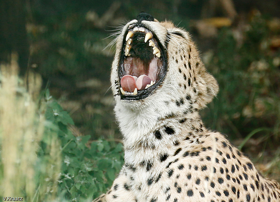 Gepard