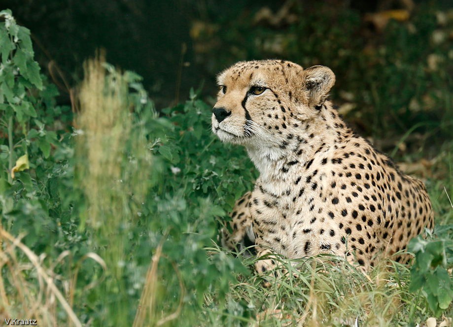 Gepard