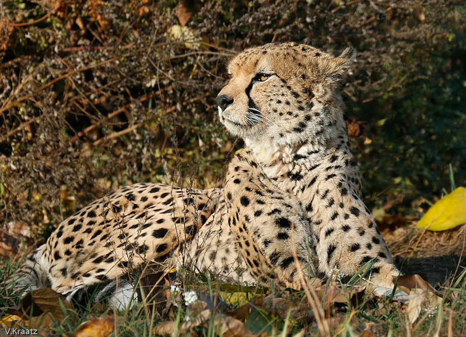 Gepard
