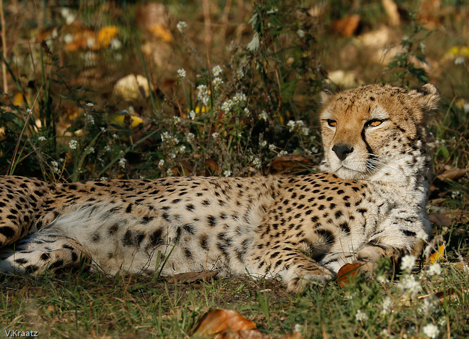 Gepard