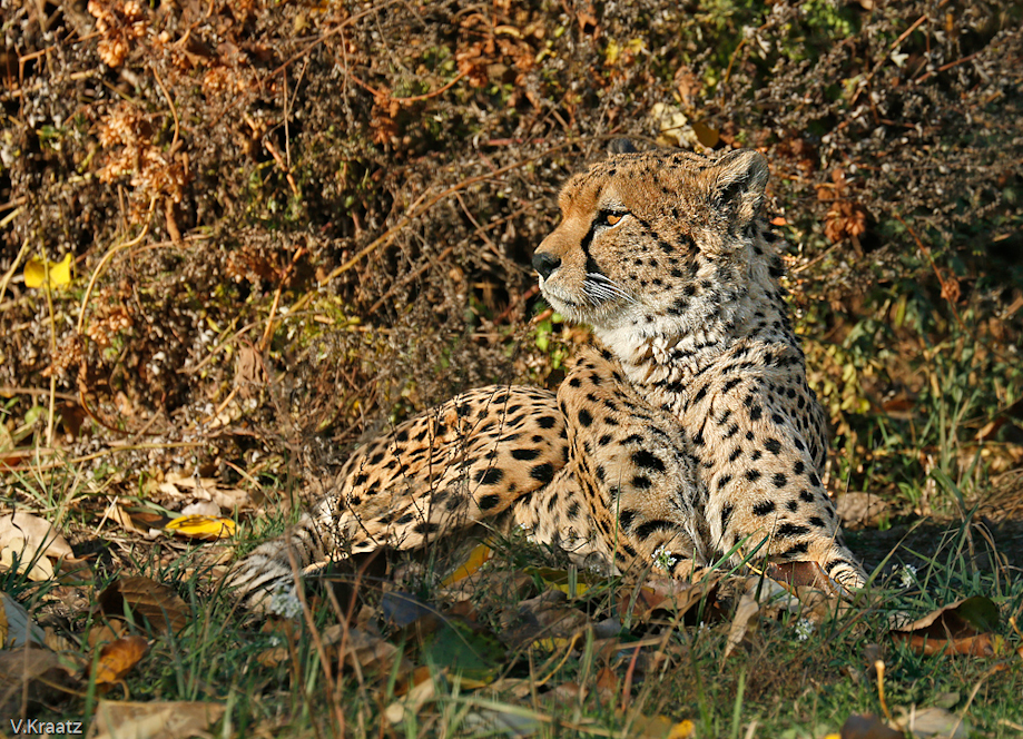 Gepard