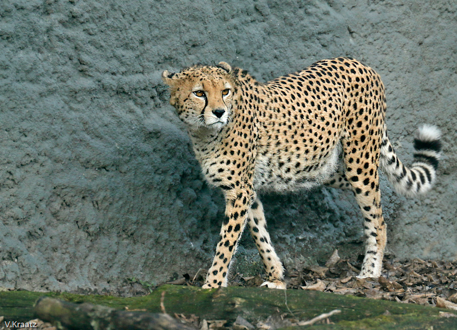 Gepard