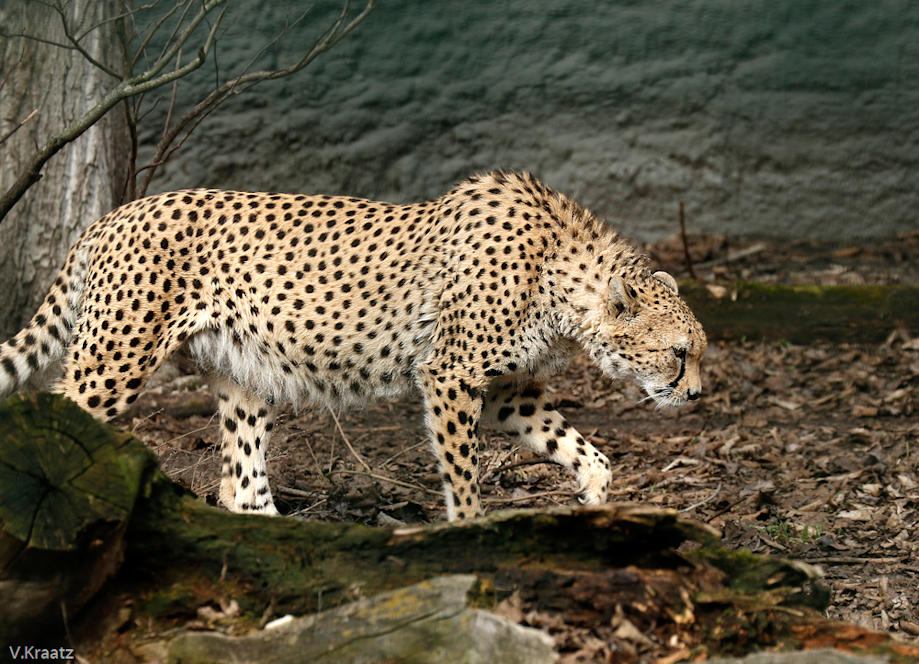 Gepard