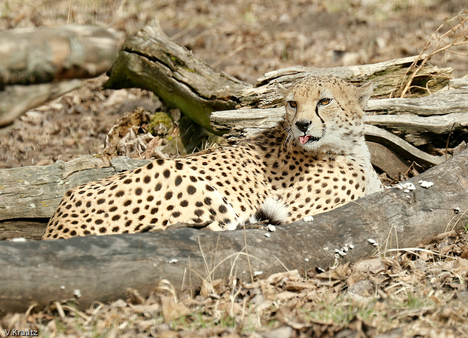 Gepard