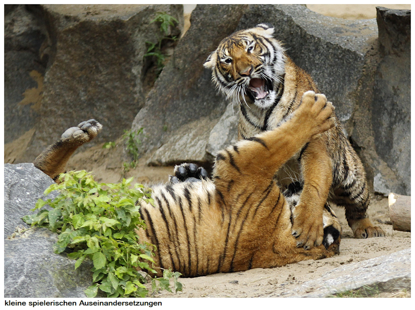 Malaysische Tiger