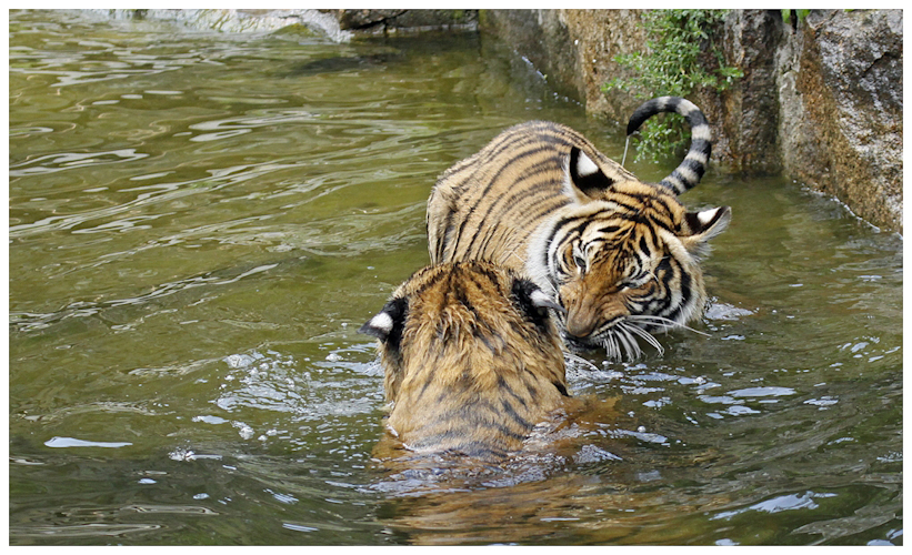 Malaysische Tiger